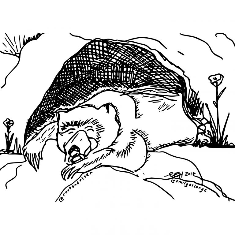 Sketch Bear Sleeping
